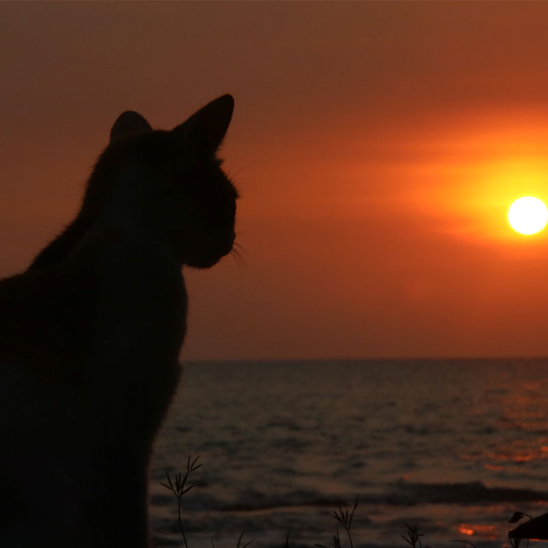 Katze, Silhouette vor einem Sonnenuntergang über dem Meer