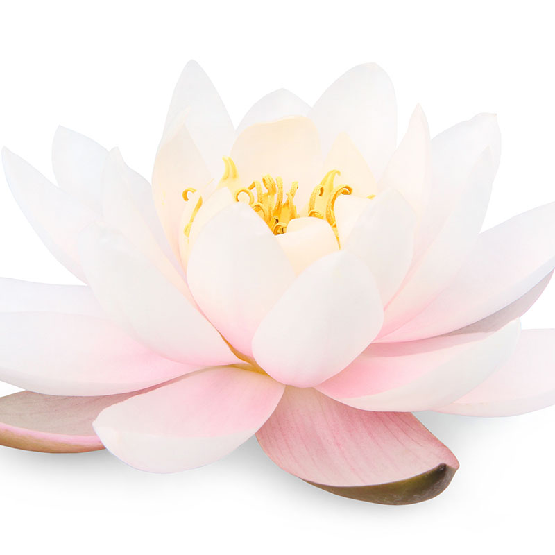weiße Lotusblüte mit zartem Rosa, freigestellt, weißer Hintergrund